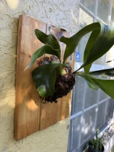 My DIY Staghorn Fern mounting on found IKEA board