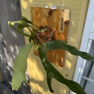 Platycerium alcicorne - Staghorn Fern "B-Side Mejas"