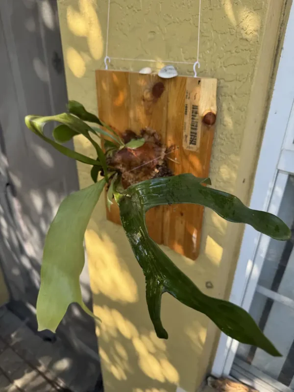 SFXSTAG00-platycerium-alcicorne-staghorn-fern-IMG_5900
