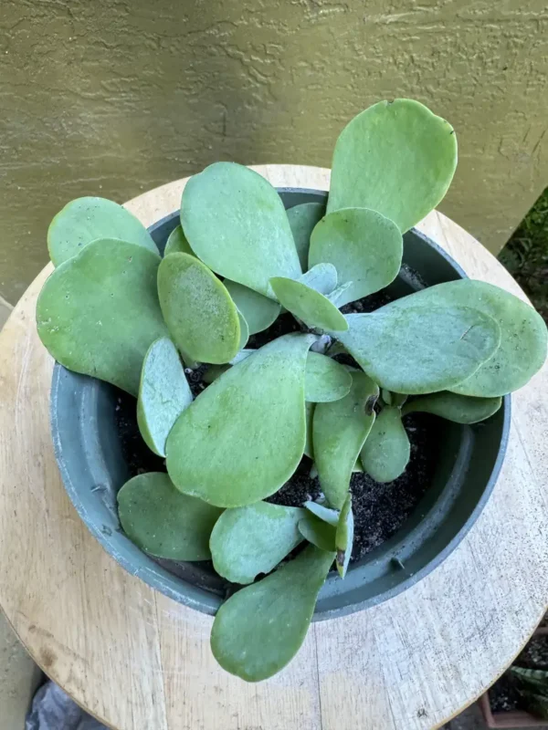 TKNFLP01-Kalanchoe-thyrsiflora–Flapjack-IMG_6132