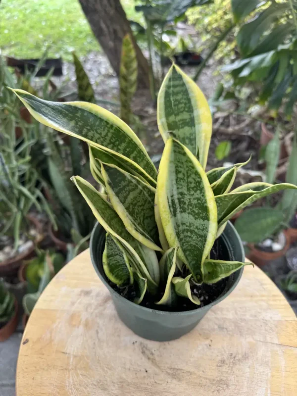 TKNSAN12-Sansevieria-laurentii–Birds-Nest-IMG_6038