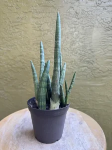 TKNSAN13-Sansevieria-cylindrica-IMG_6127