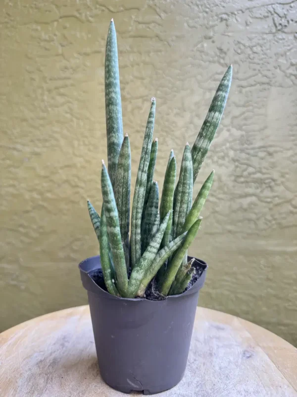 TKNSAN13-Sansevieria-cylindrica-IMG_6129