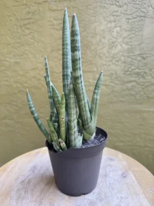 TKNSAN13-Sansevieria-cylindrica-IMG_6130