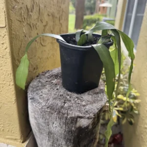 Epiphyllum oxypetalum – Queen of the Night "Layla"