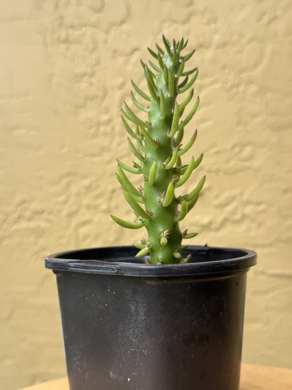 TNTCTS01-Austrocylindropuntia-subulata–Eves-Needle-IMG_5960 copy