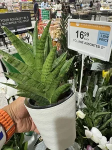 TNTSAN12-Sansevieria-ehrenbergii-Sanyrai-Dwarf-IMG_5637