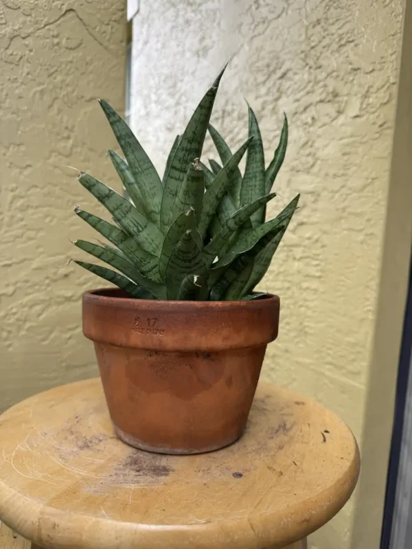 TNTSAN12-Sansevieria-ehrenbergii-Sanyrai-Dwarf-IMG_5982