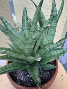 TNTSAN12-Sansevieria-ehrenbergii-Sanyrai-Dwarf-IMG_5984