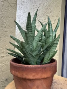 TNTSAN12-Sansevieria-ehrenbergii-Sanyrai-Dwarf-IMG_5987