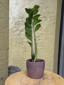 TNTZZ00-ZZ-plant-IMG_5951