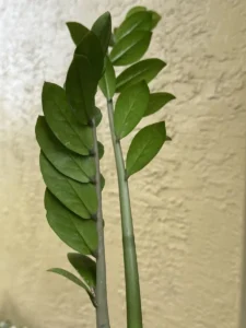 TNTZZ00-ZZ-plant-IMG_5952