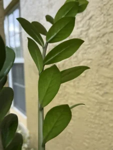 TNTZZ00-ZZ-plant-IMG_5953