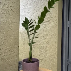 Zamioculcas zamiifolia – ZZ Plant "Glenida"