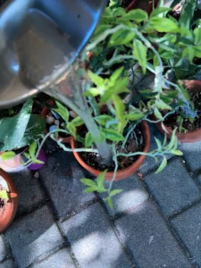 Why I Use Starch Water as a Gentle Fertilizer